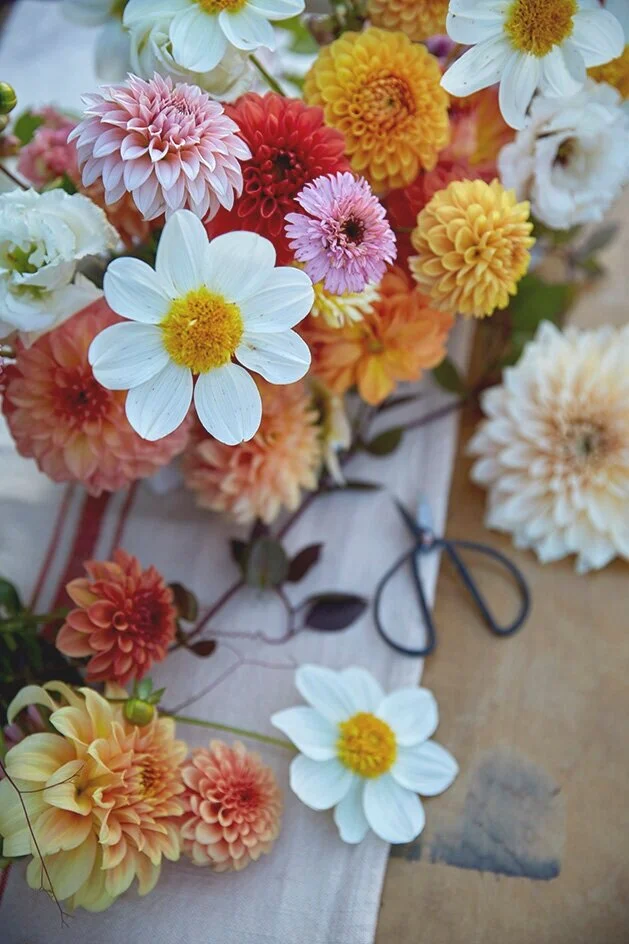 dahlias+close+up.jpg