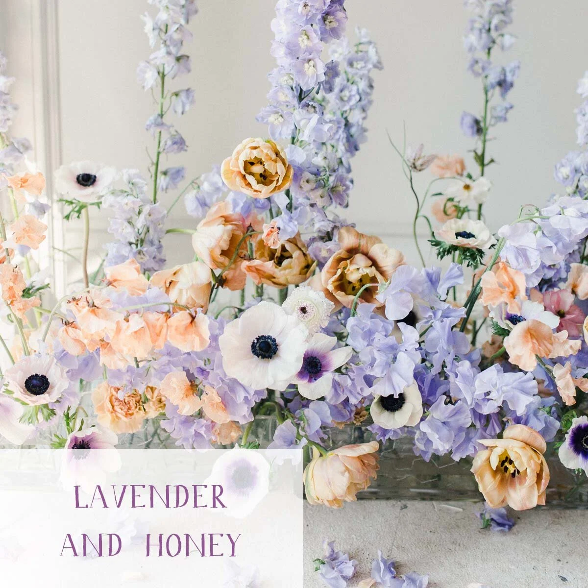 portfolio_thumbnail_ashley_fox_lavender.jpg