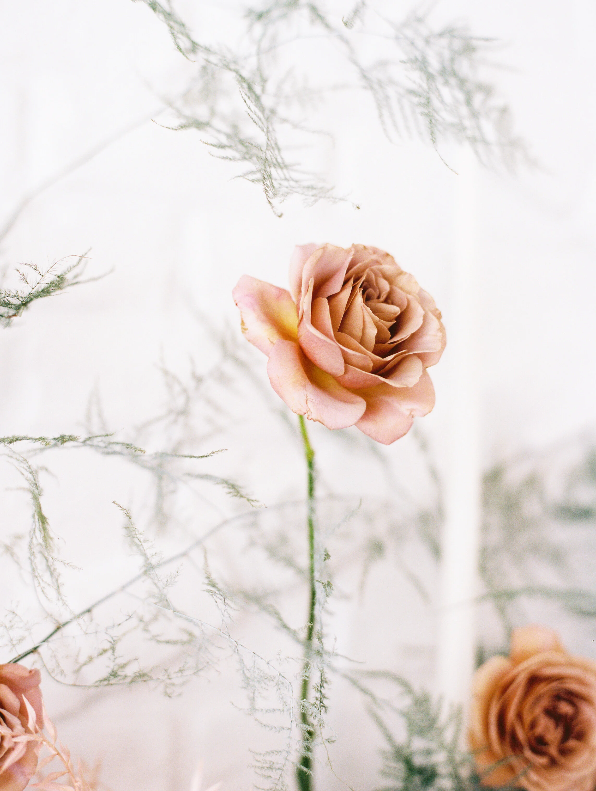 amanda nippoldt photography