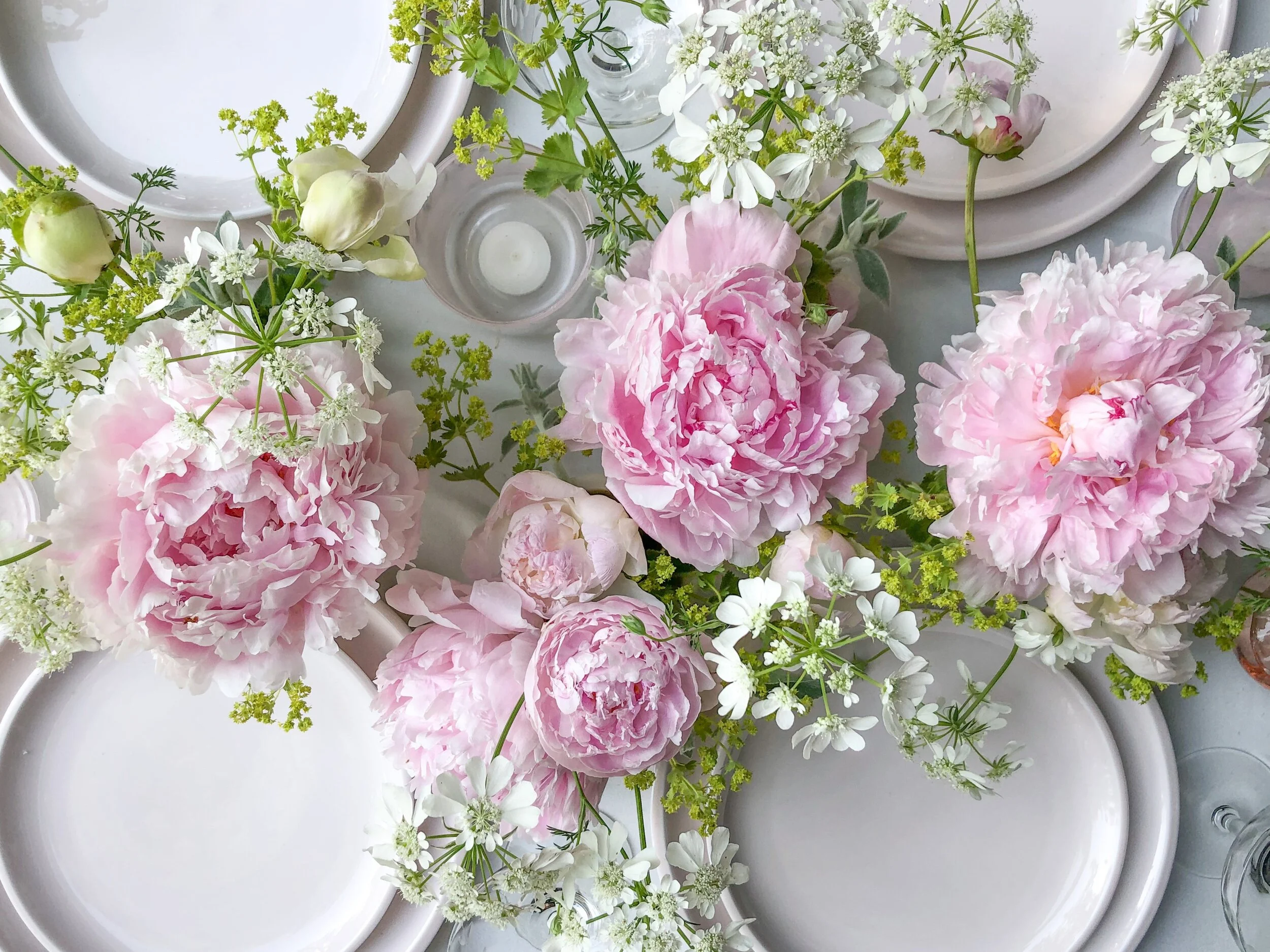Pink Peony Season