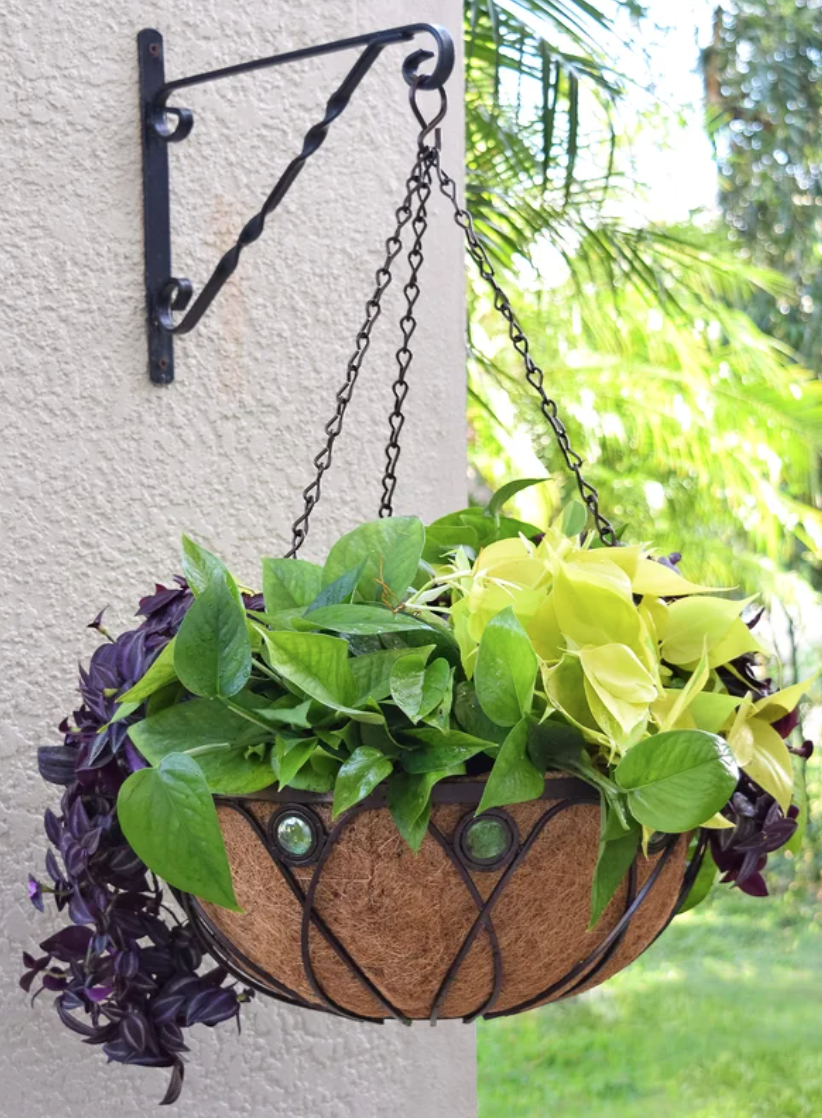Hanging basket with green moss base 16" D x 6.5" depth x 18" chain length $15 (4) bracket not included