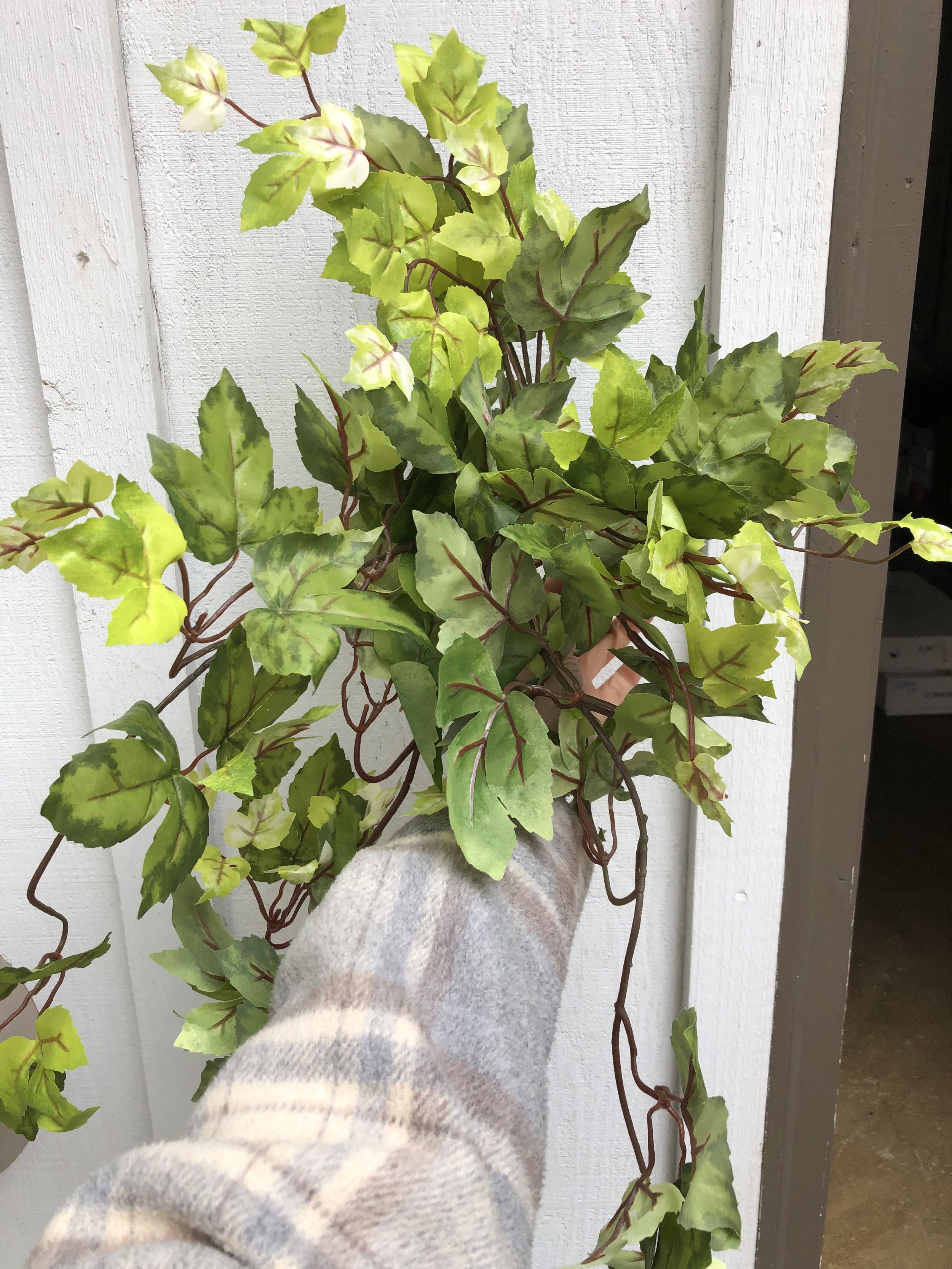 Green Ivy bunches (15)
