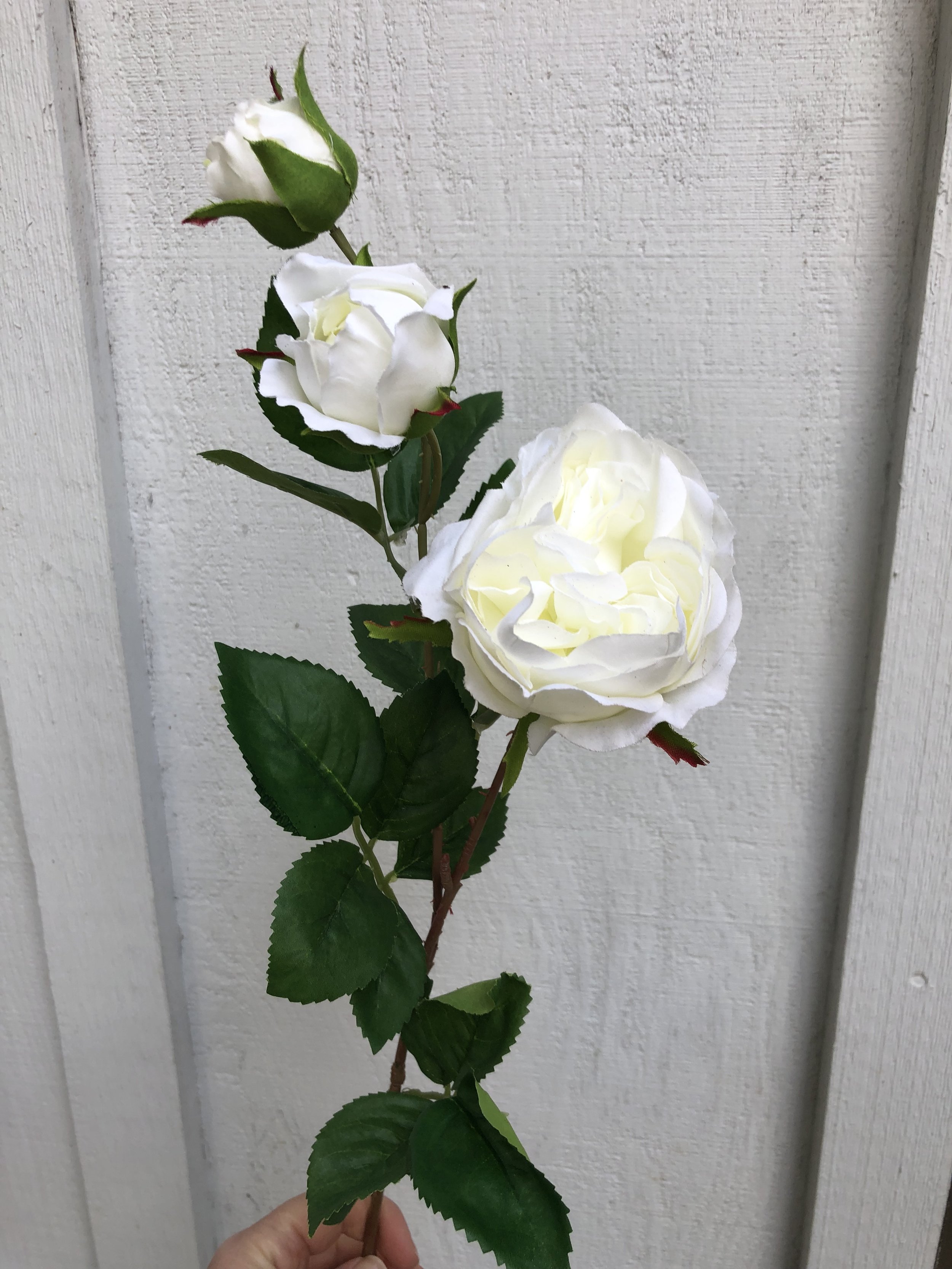 White garden rose stem (25)