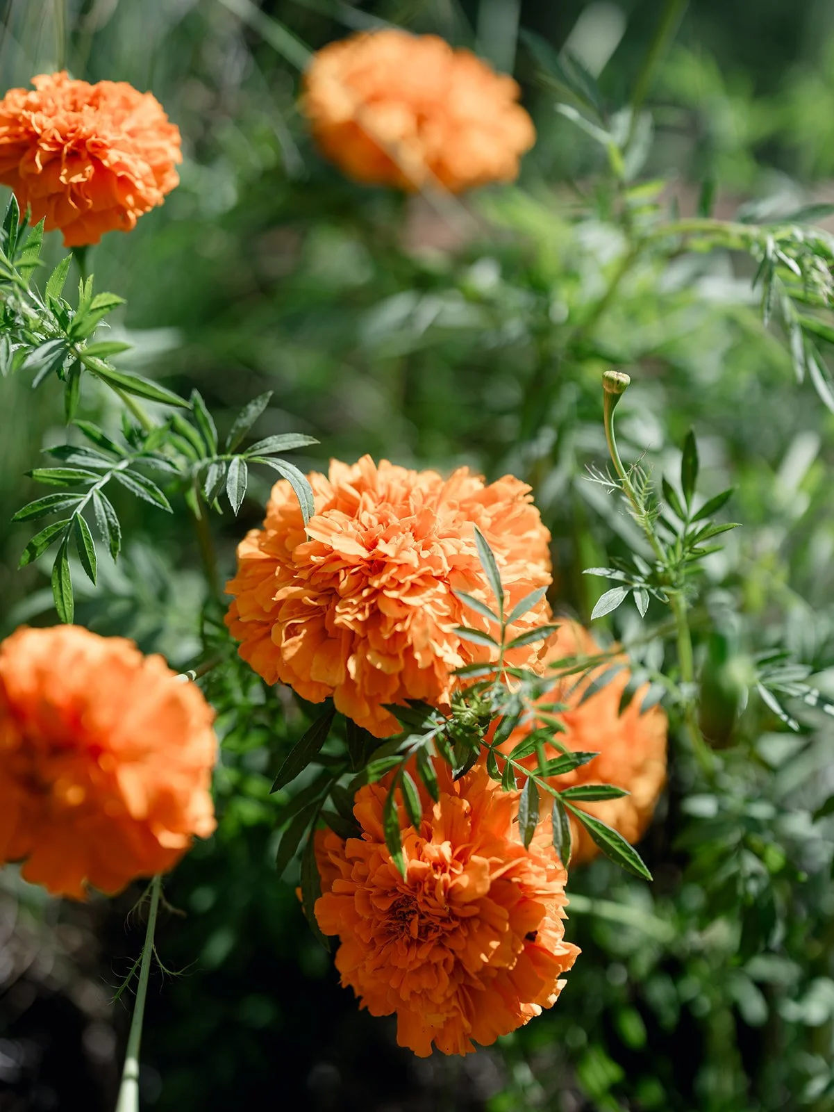 2025.08.12 Cultivating Beauty Workshop-Lauren Baker Photography-372.jpg