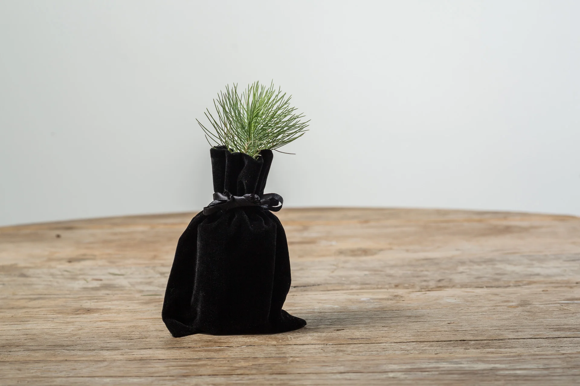 tinytree-proof-0208.jpg