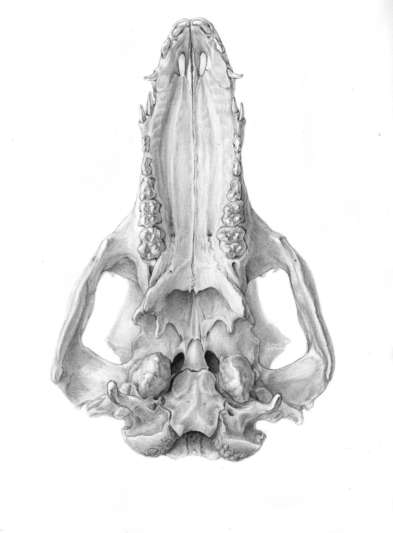 Pig Skull Graphite on paper 2016