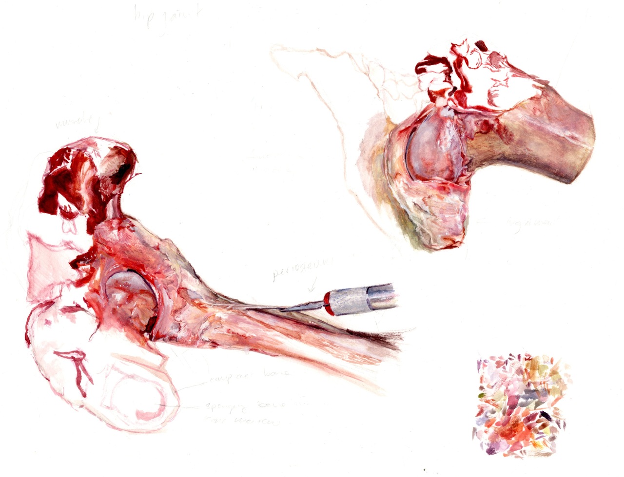 Lamb Hip Bone Study Gouache on bristol 2014