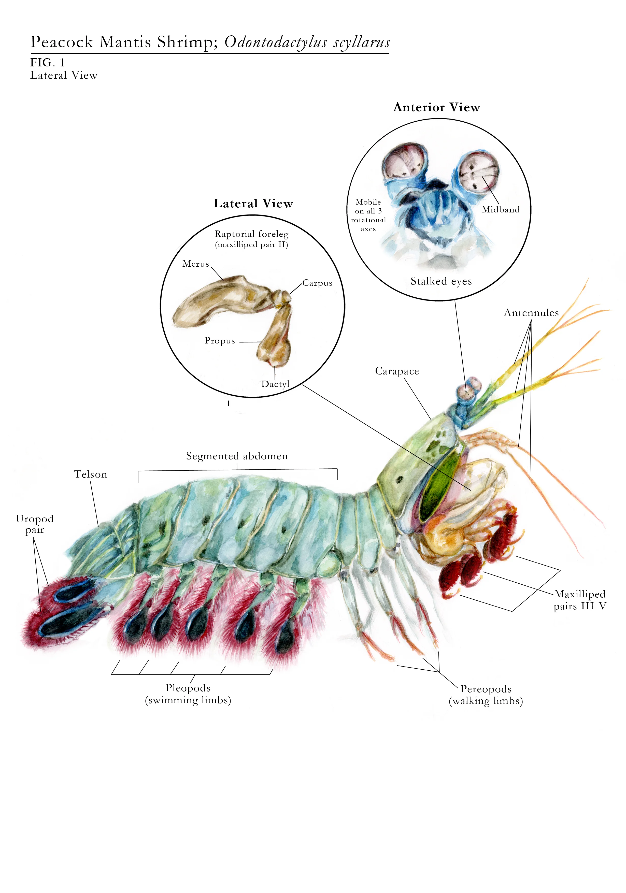 Odontodactylus scyllarus Peacock Mantis Shrimp Watercolour on watercolour paper; Adobe PS6 2014