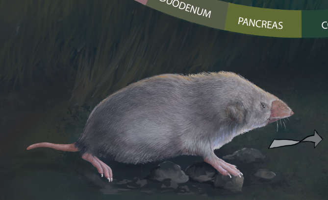Cryptos parva, detail