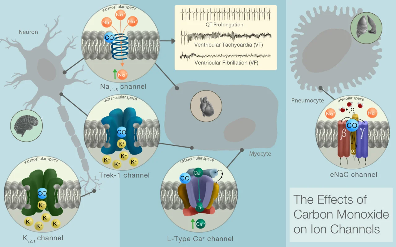 The Effects of Carbon Monoxide on Ion Channels