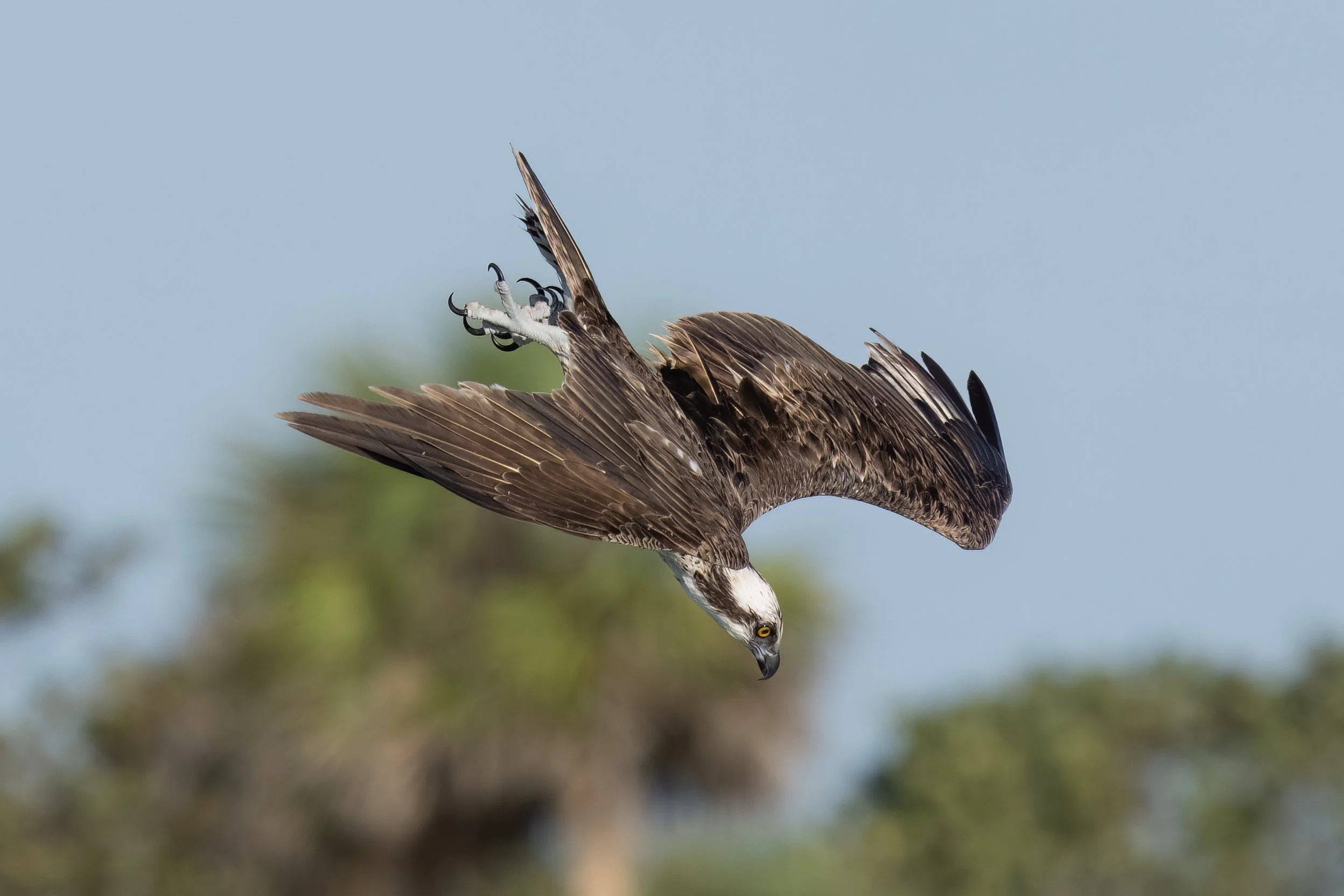 Osprey 7