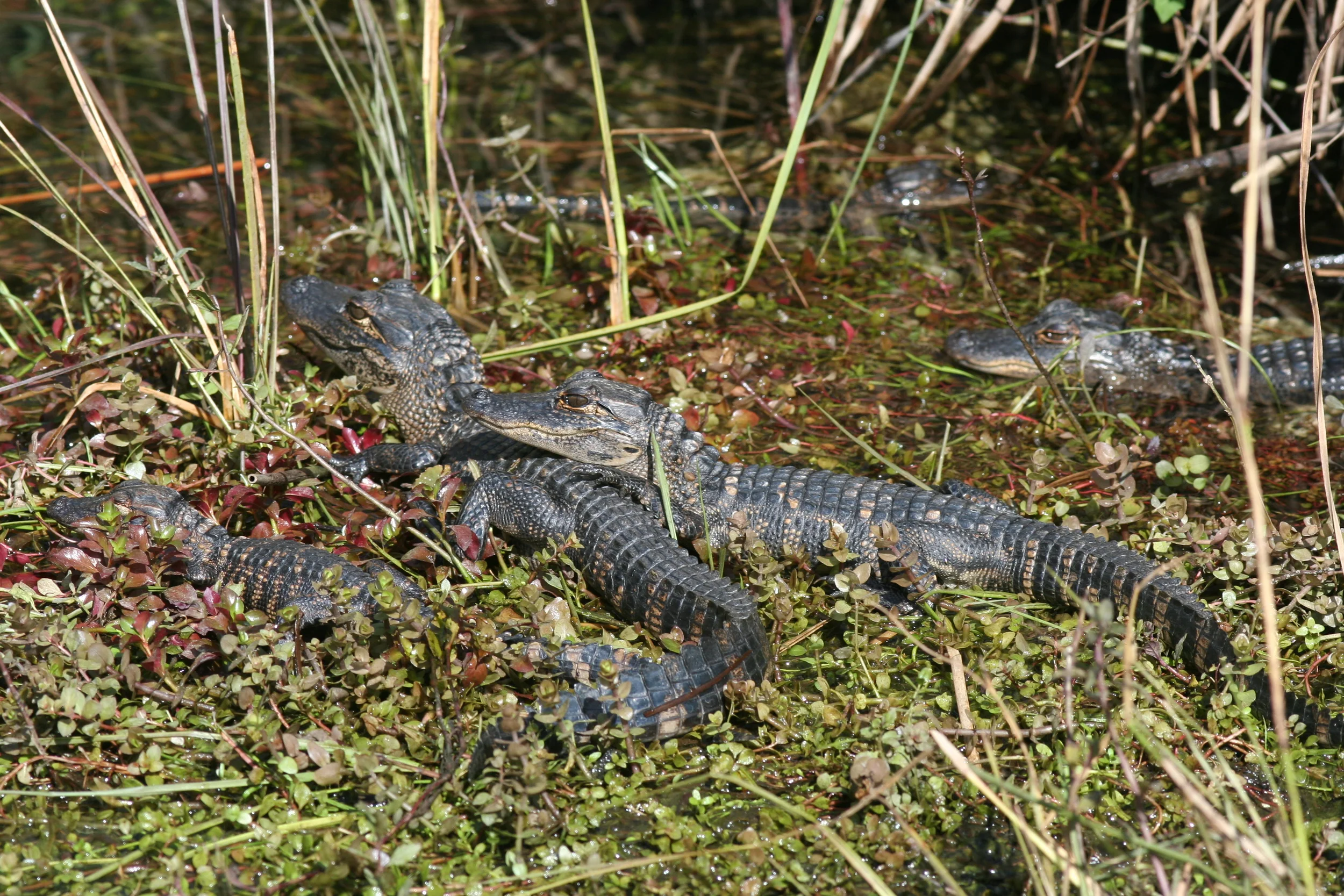 Allgator 19.JPG