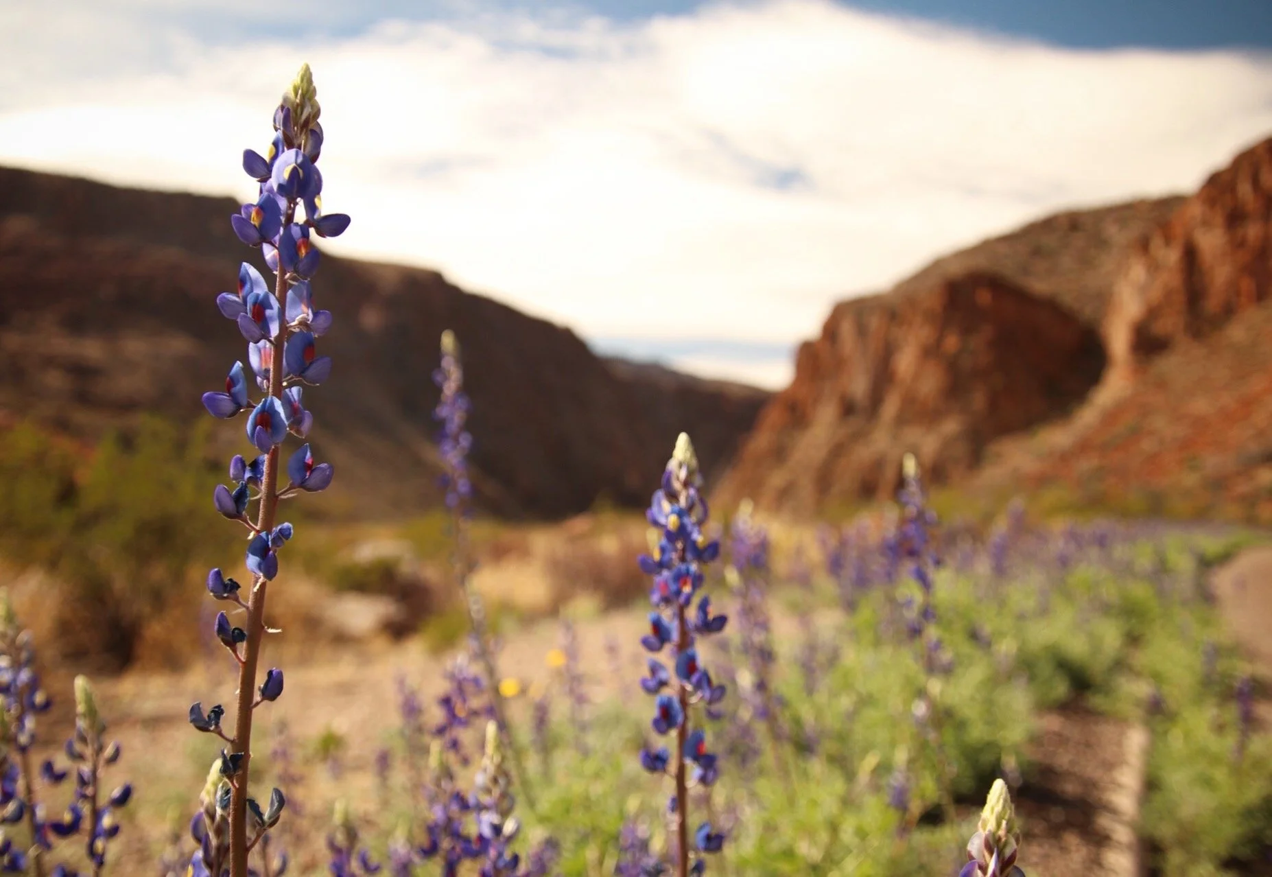  Blue Bonnets | Big Bend Ranch State Park, Texas 