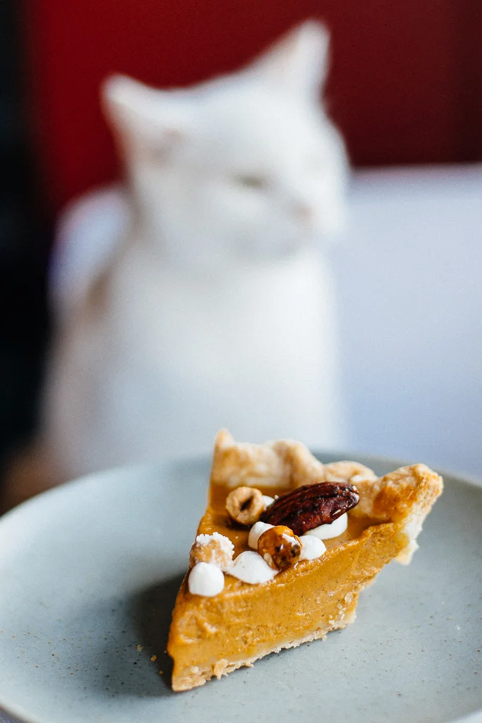 MatLoPhotographyCatandPie.jpg