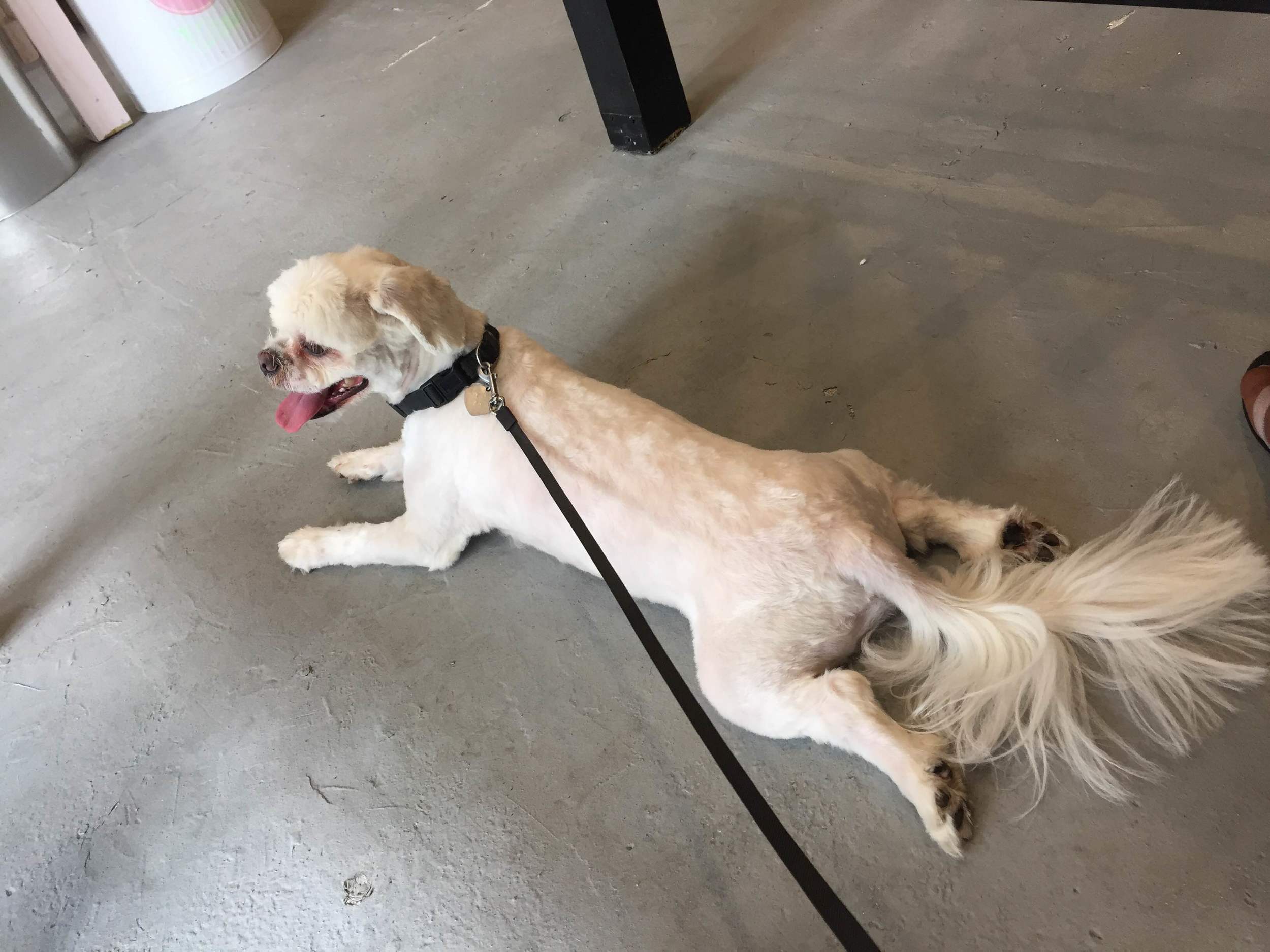  Relaxing after my grooming appointment 
