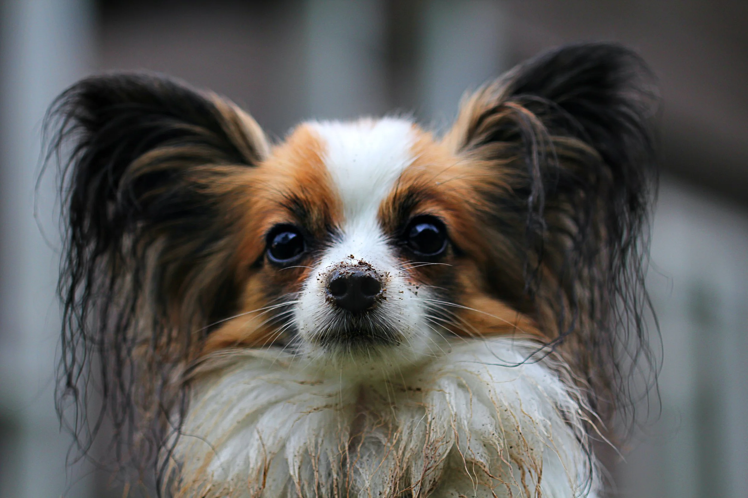 papillon-dog-animal-59969.jpeg