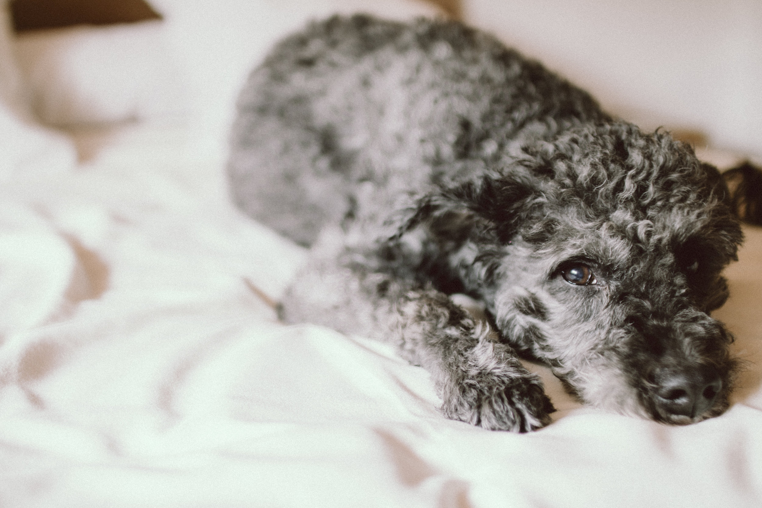 Hey Rover, Move Over! 8 Tips on Sleeping With Your Dog