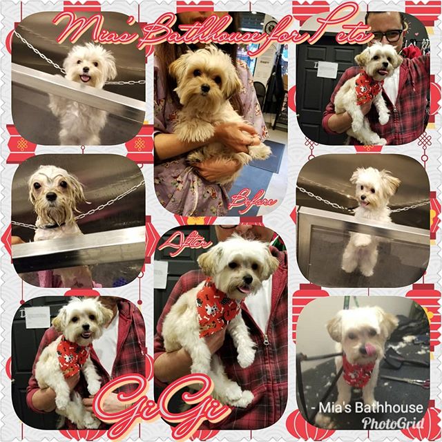 Welcome back GiGi!! This cutie pie wanted to bring in the New Year with a fresh cut so GiGi indulged in our Winter Grooming Special by Chaki where dad was able to save a few dollars! Now this little lady is ready to spread joy to everyone she meets! 