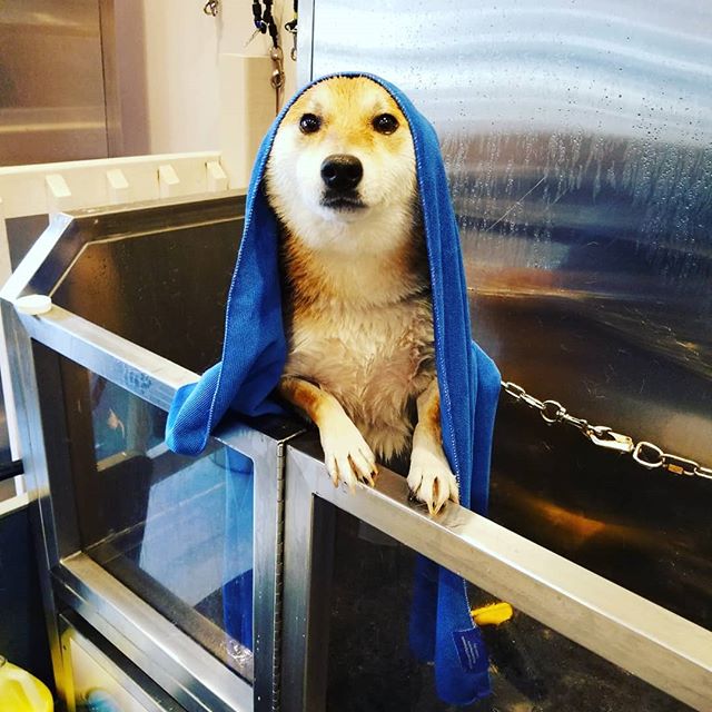 $3 Tuesday for the  2 first guests in come to Mia's bathhouse for pets,
wash your dog today dont wait until tomorrow.