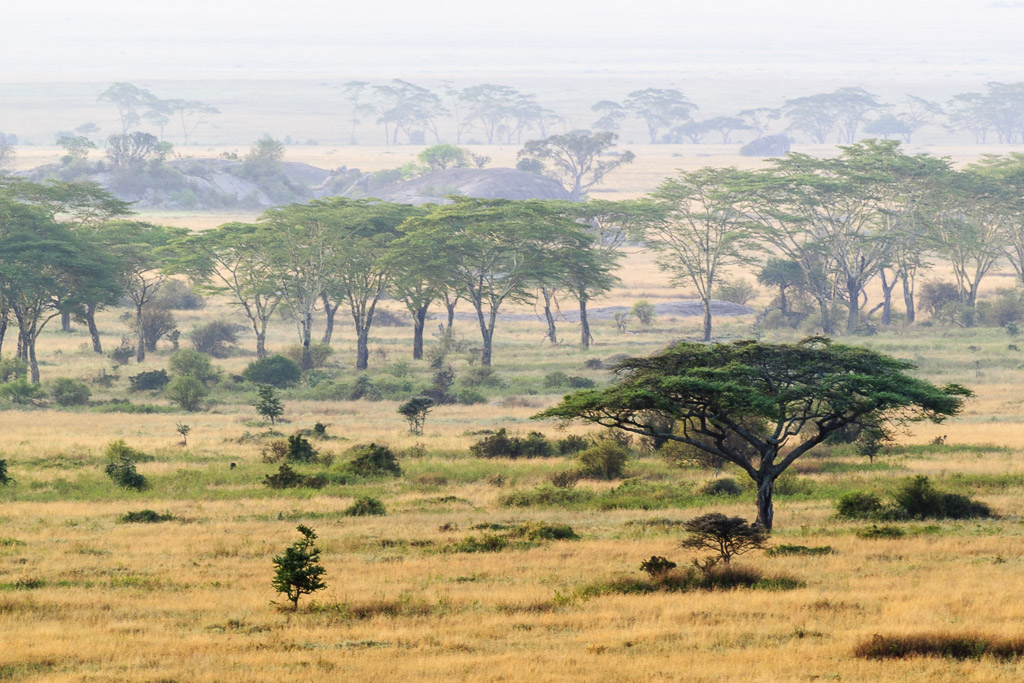 Serengeti Trees Landscape 1.jpg