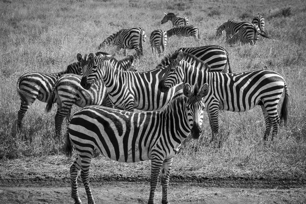 Serengeti Zebras.jpg