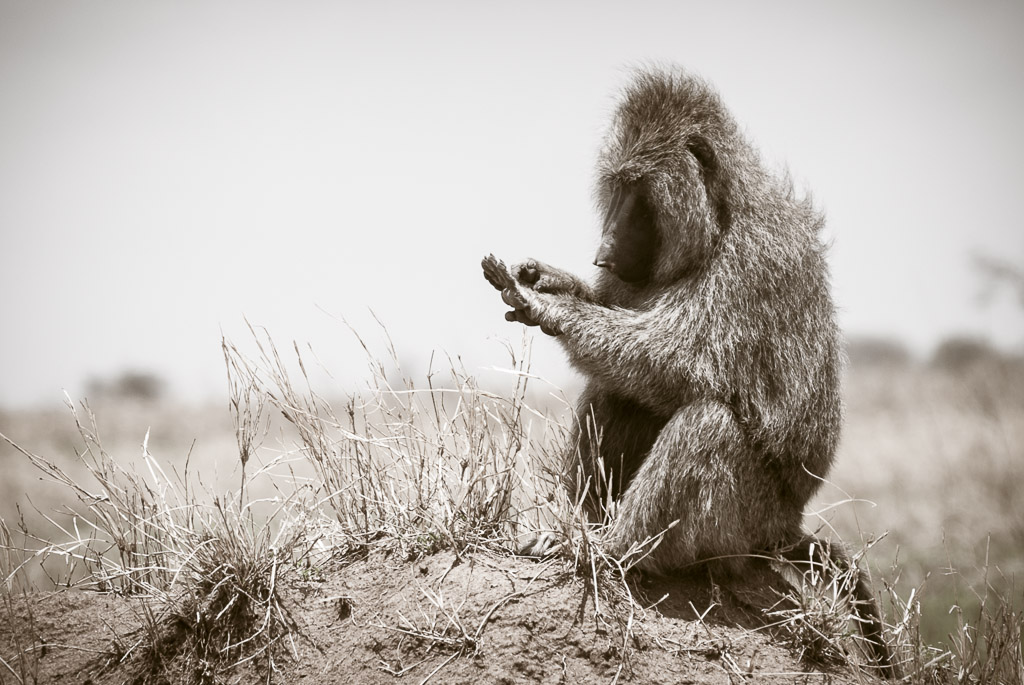 Serengeti Baboon Grooming BW.jpg