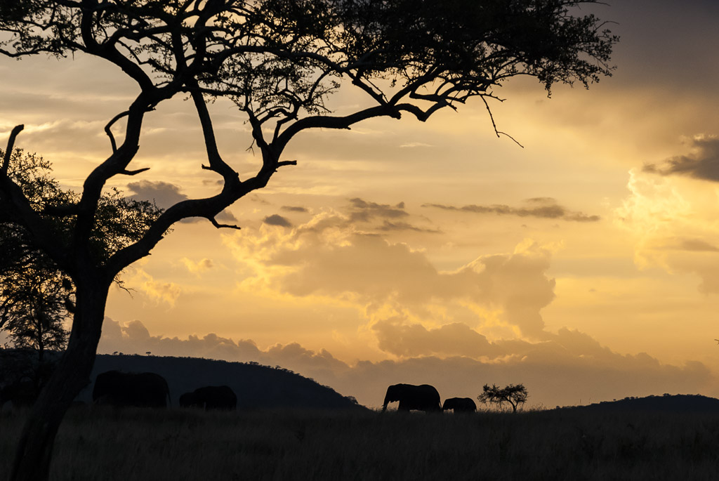 Serengeti Sunset Sky and Elephant Silhouette.jpg