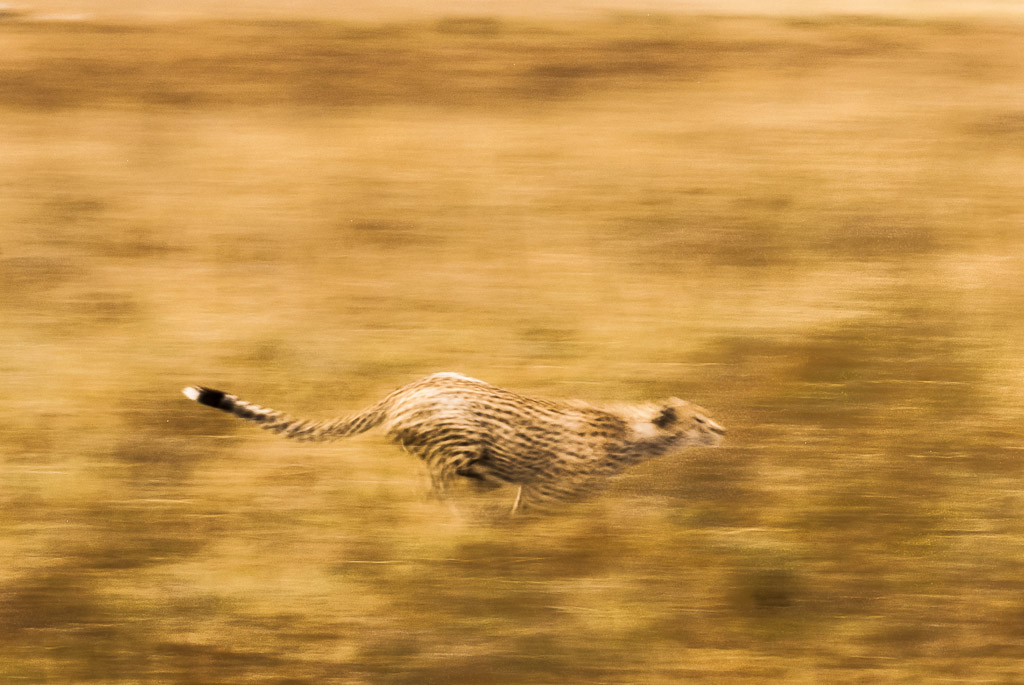 Serengeti Cheetah Hunt Blur.jpg