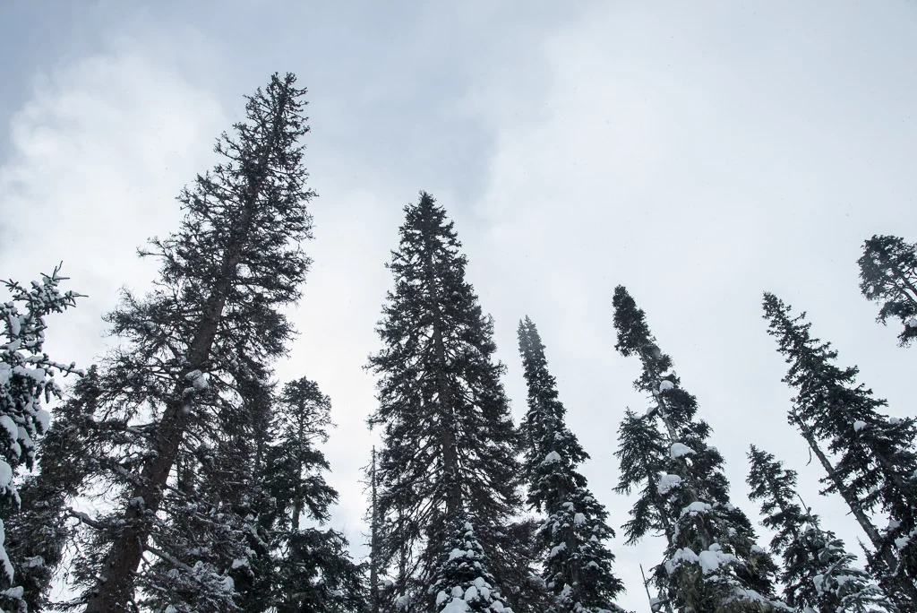 20180222-25_CMeder_D610_Duffey_Lake_Keiths_Hut-1045.jpg
