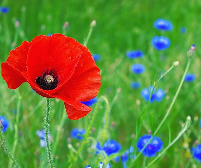 Re-Matt is closed today in lieu of Remembrance Day - #Thankful #LestWeForget #RememberanceDay2015