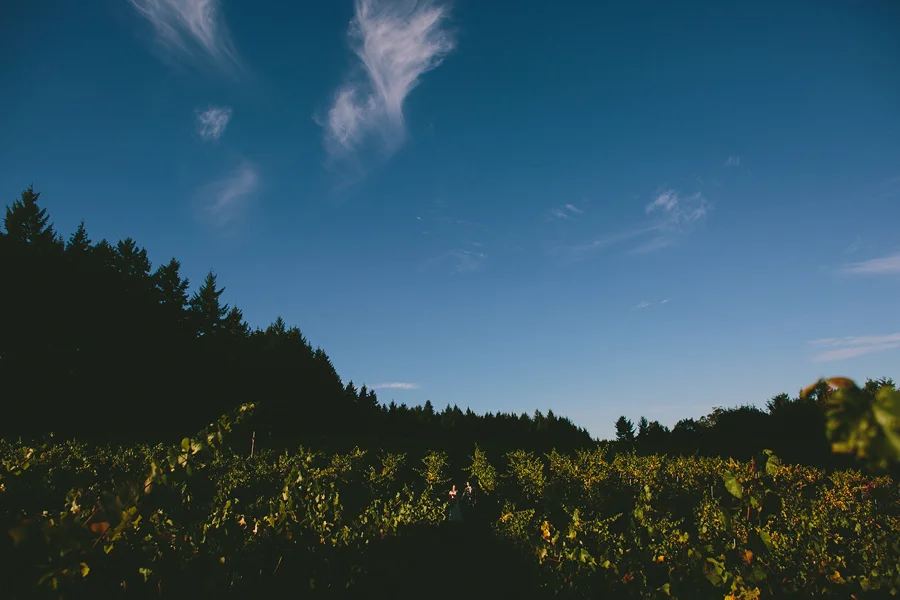 Beckenridge-Vineyard-Wedding-87.JPG