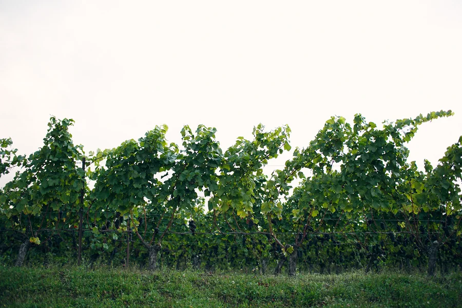 Hawks-View-Cellars-Wedding-Photographs-079