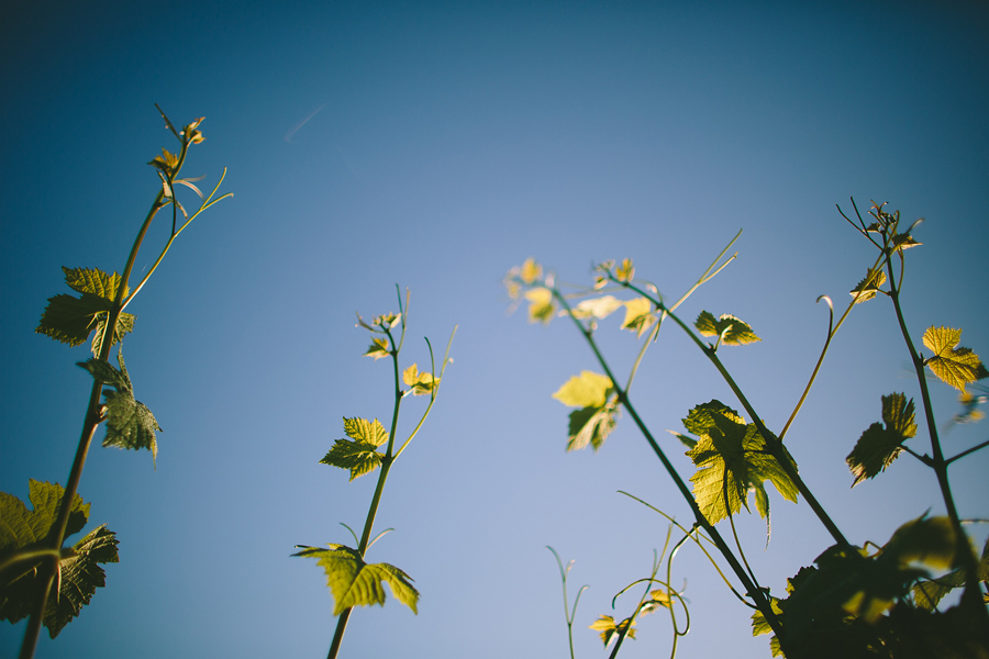 Dundee-Oregon-Engagement-Photographs-18.jpg