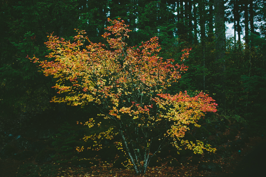 Skamania-Lodge-Wedding-57.jpg