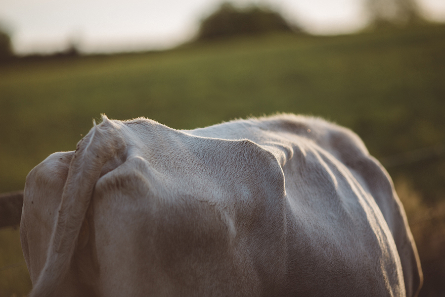 Raw-Dairy-Photographs-052.JPG