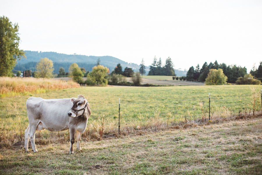 Raw-Dairy-Photographs-053.JPG