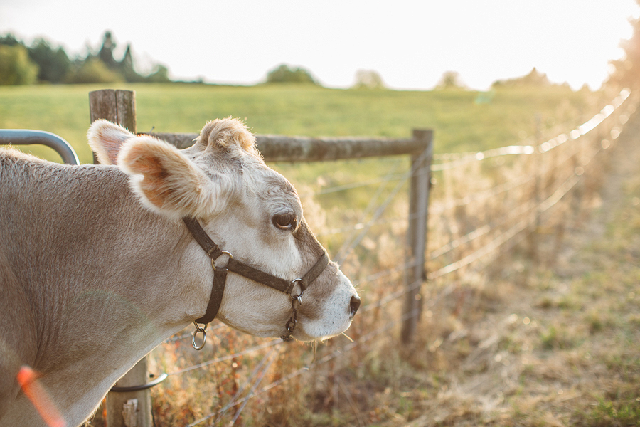 Raw-Dairy-Photographs-051.JPG