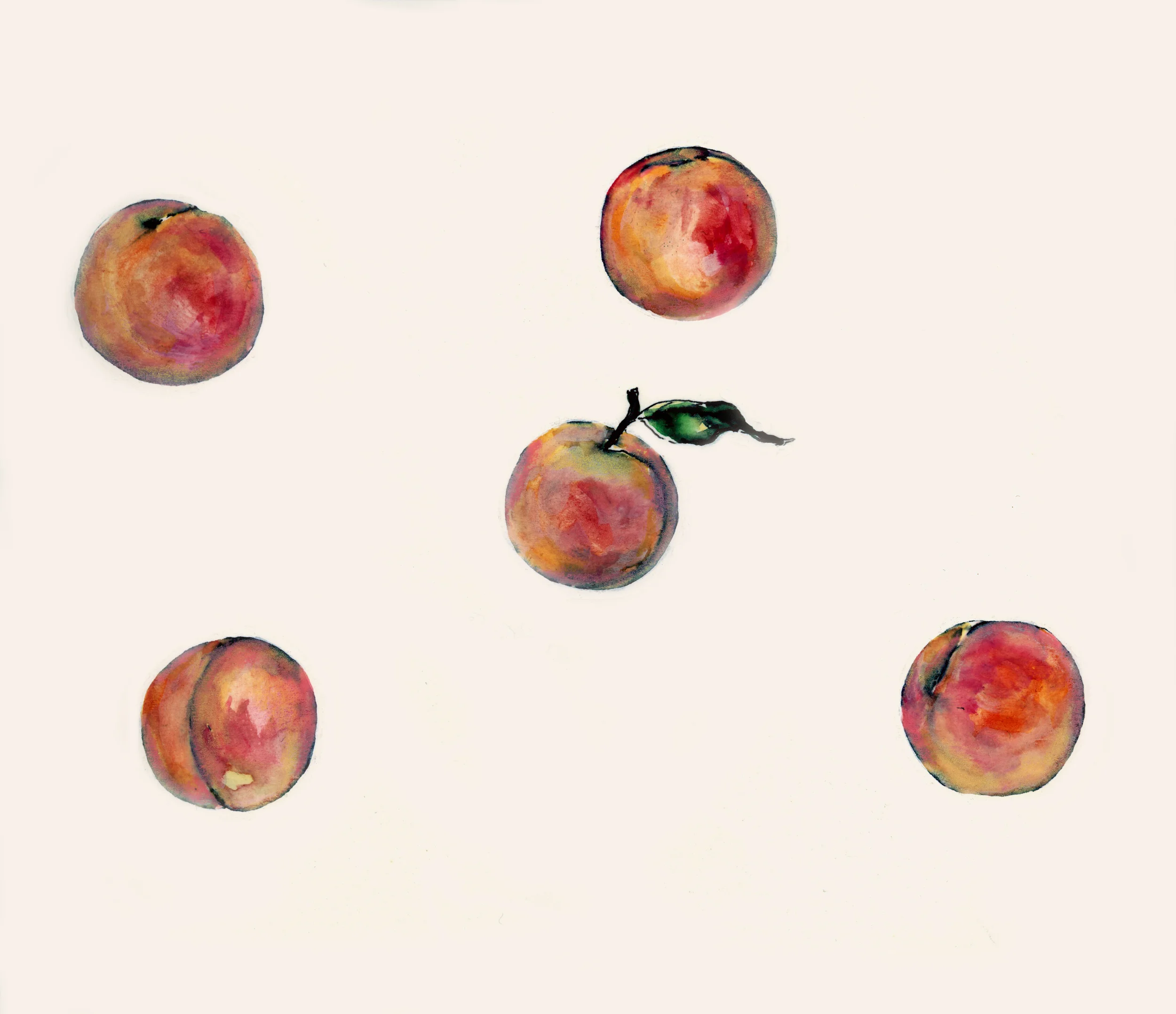 MDA-ILLUSTRATION-BOTANICAL 5.jpeg