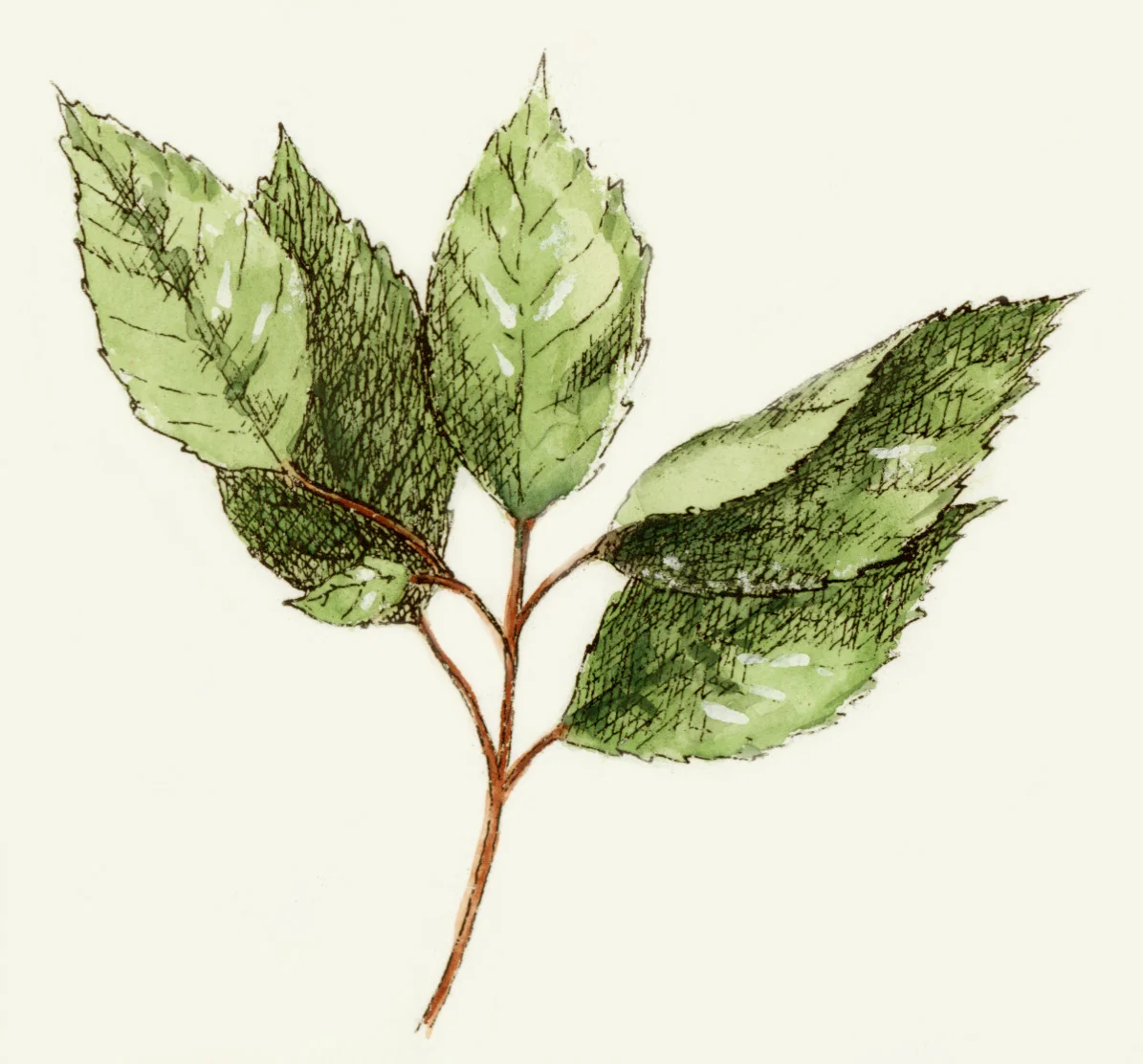 MDA-ILLUSTRATION-BOTANICAL 6.jpeg