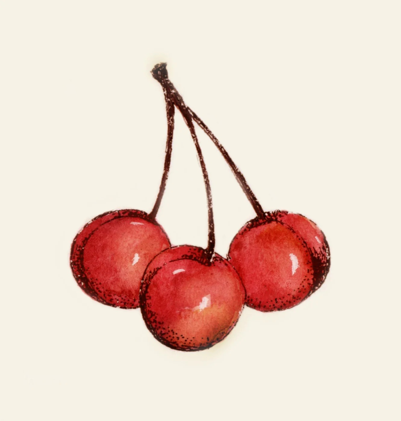 MDA-ILLUSTRATION-BOTANICAL 7.jpeg