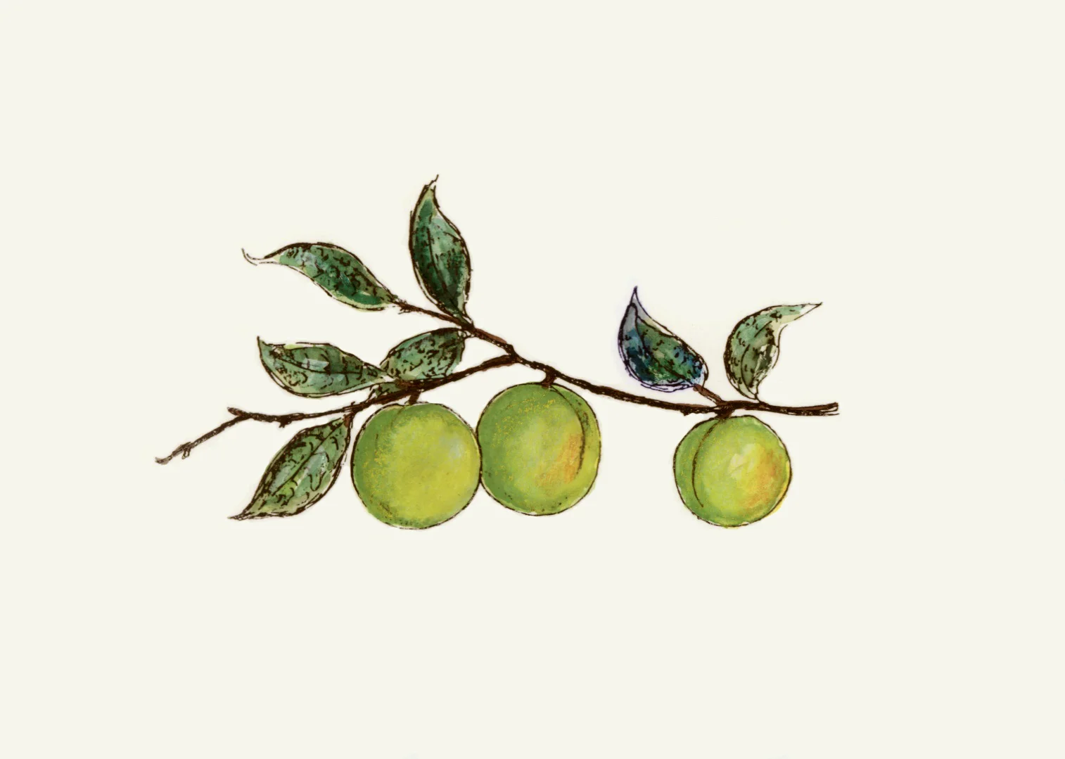 MDA-ILLUSTRATION-BOTANICAL 8.jpeg