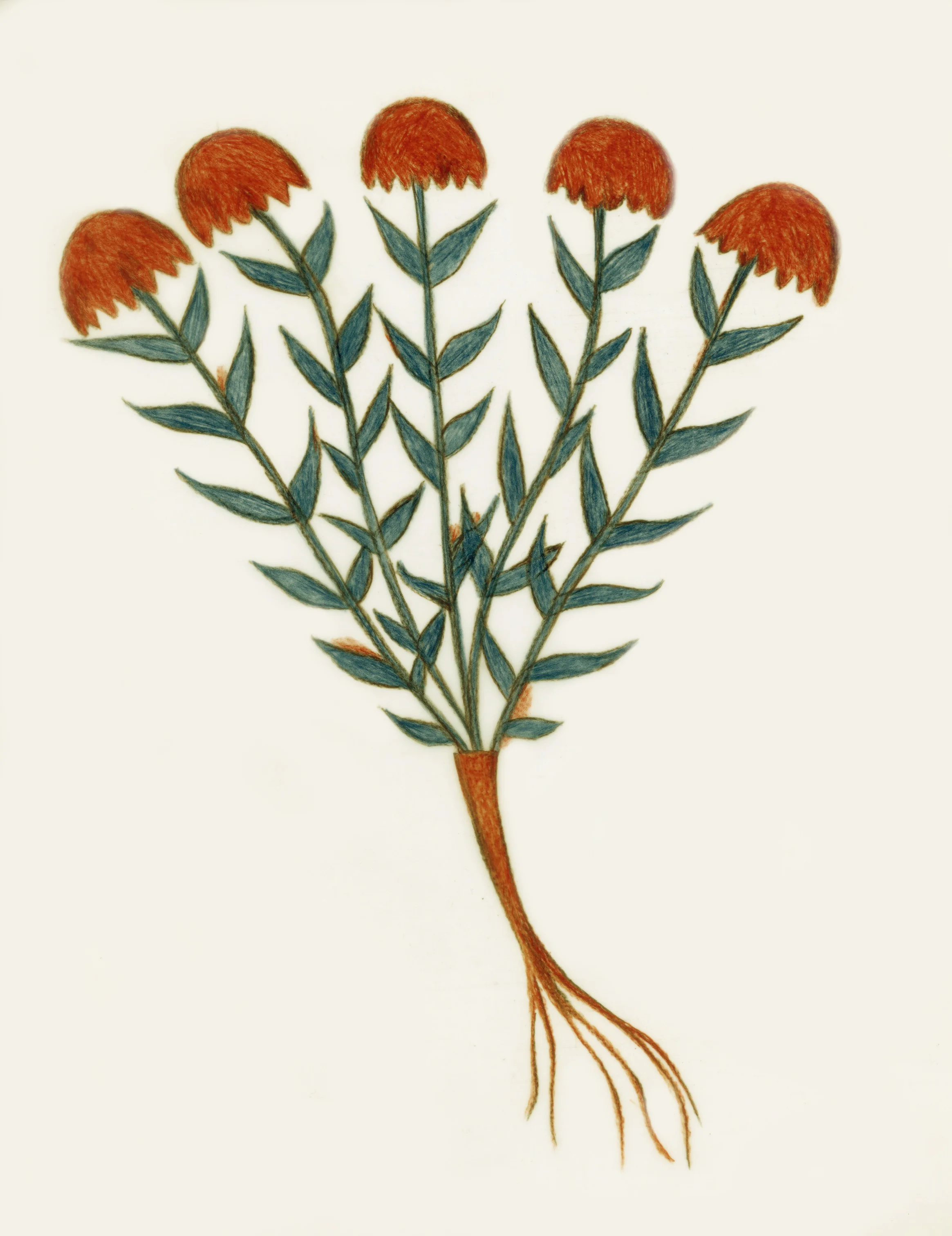 MDA-ILLUSTRATION-BOTANICAL 11.jpeg