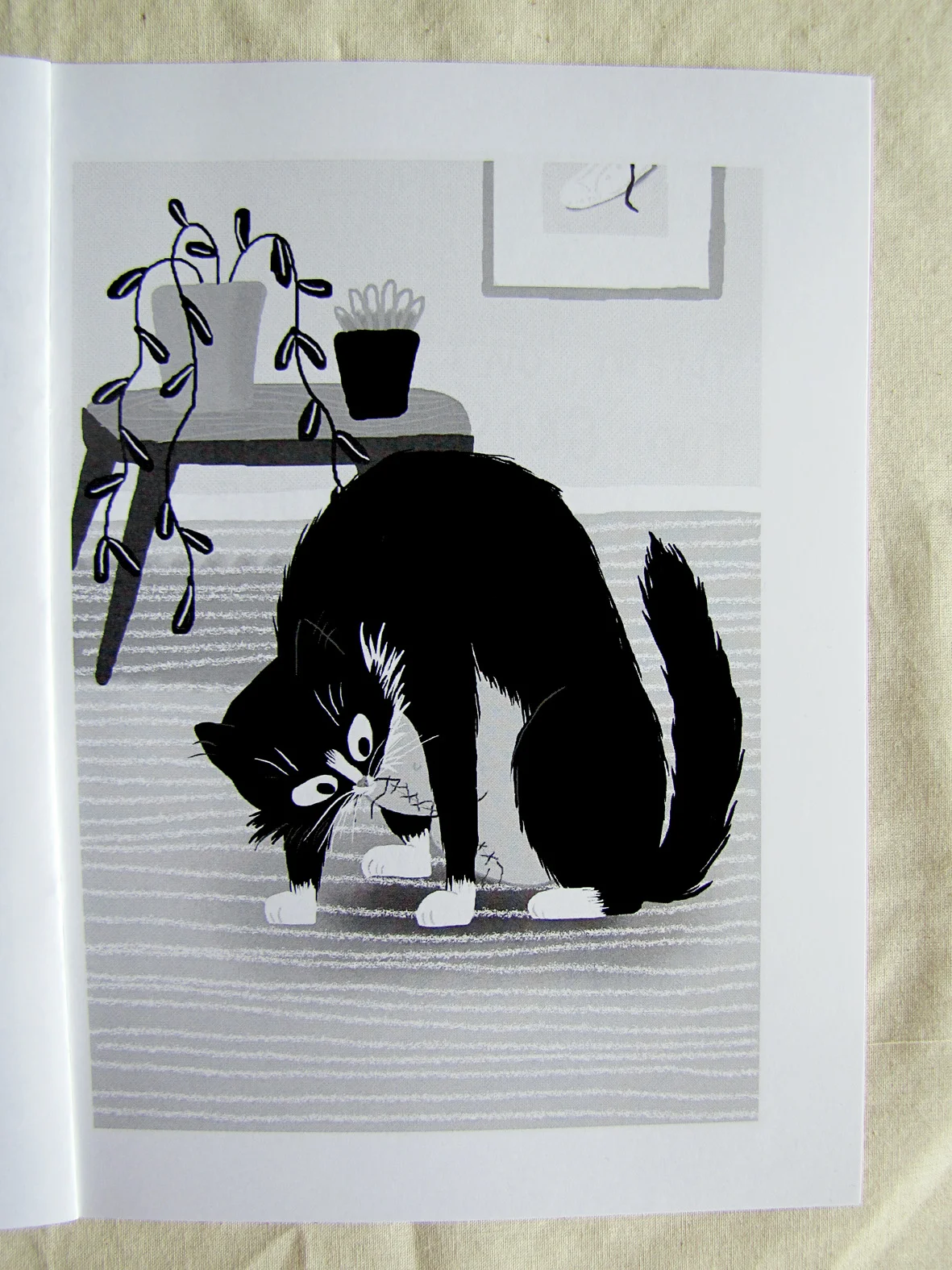shortystitch-foto.jpg