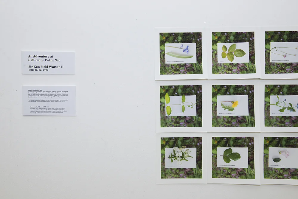 An Adventure at Gall-Game Cul de Sac