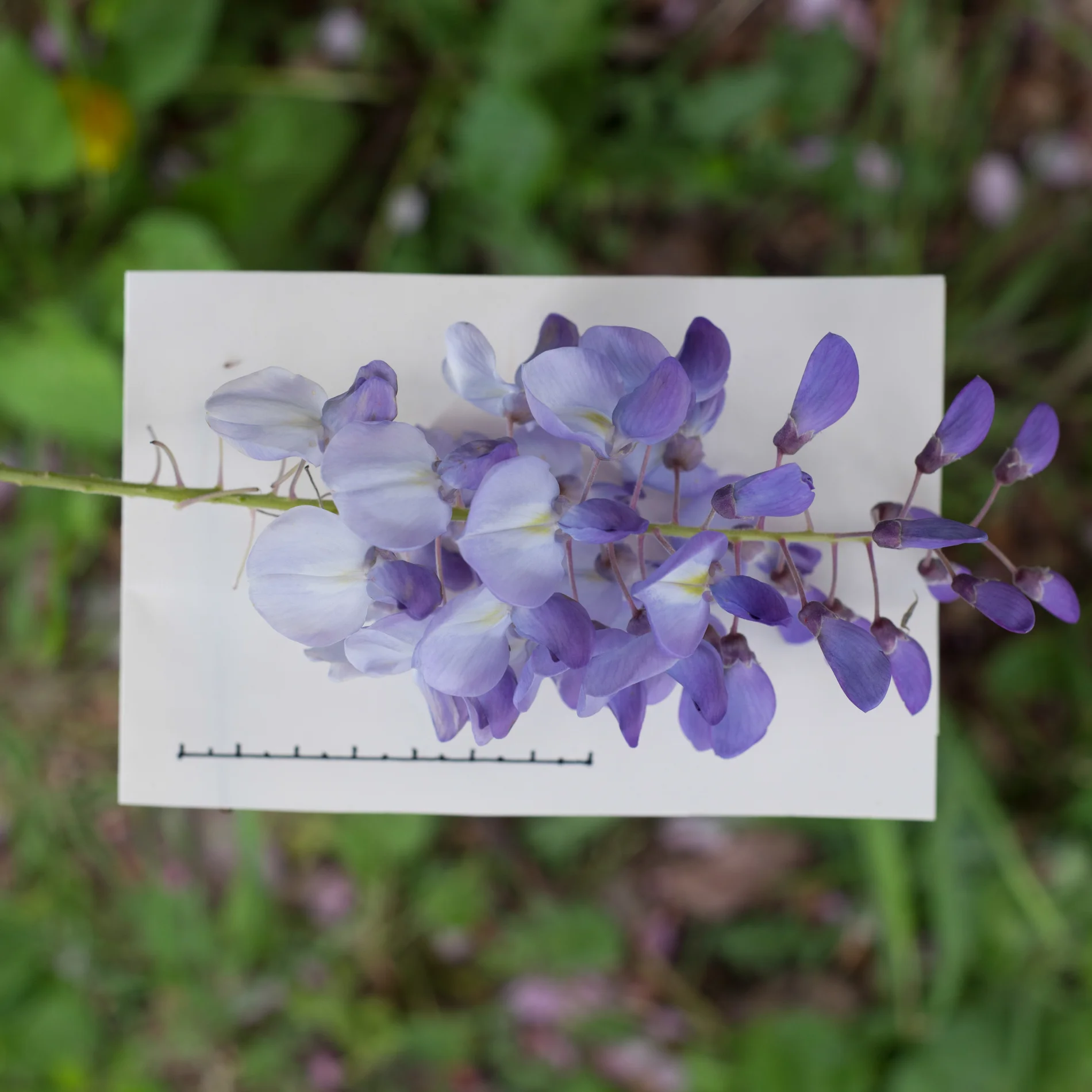 wisteria.jpg