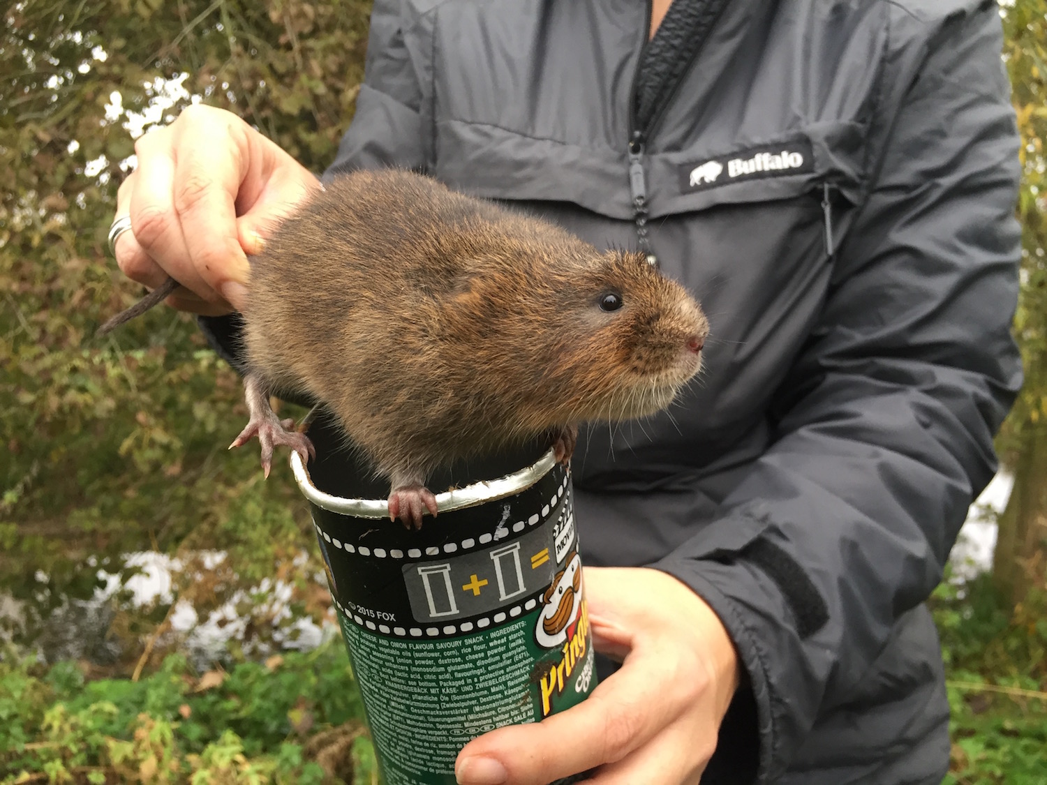   Water Vole Survey    Free Quote  