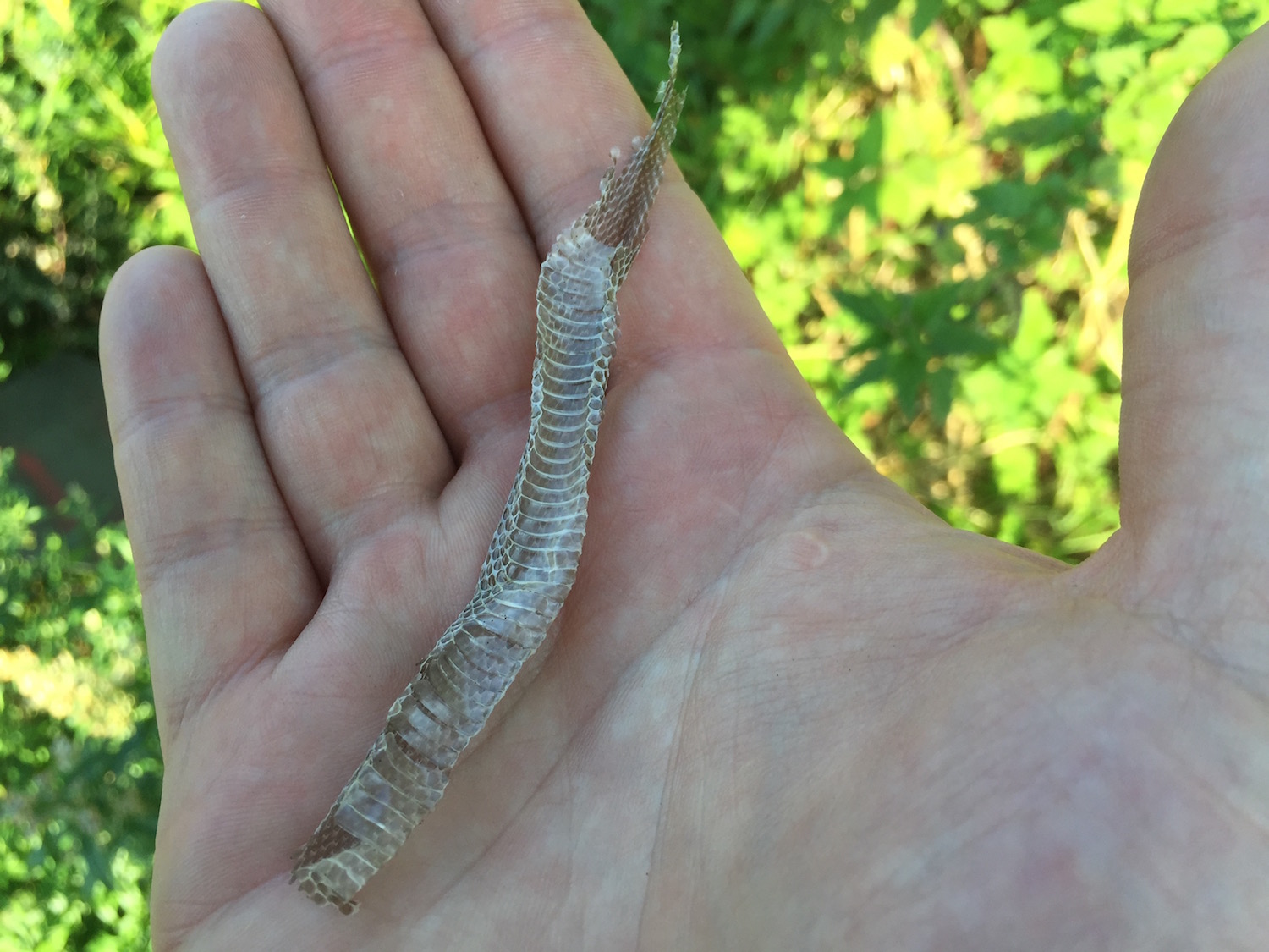 Grass snake skin