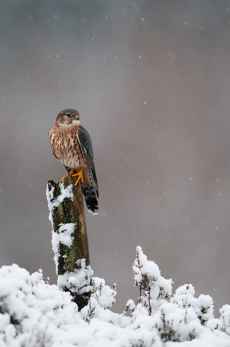 Merlin