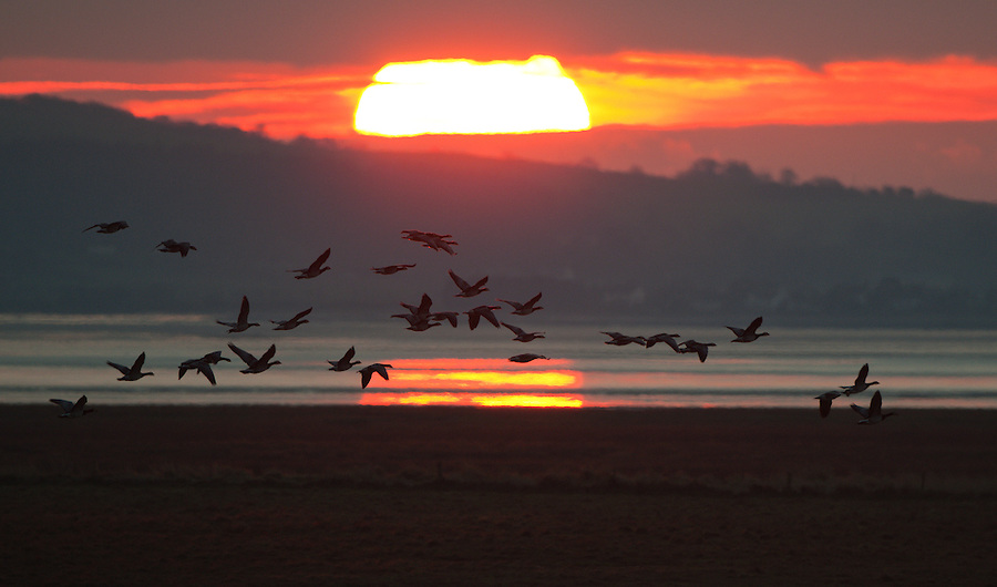 Barnacle geese sunset