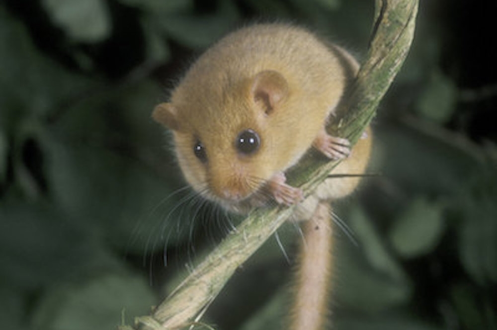 Hazel+dormouse.jpeg